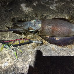 アオリイカ