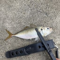 アジ