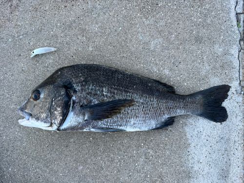 チヌの釣果