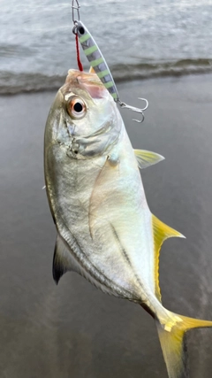 メッキの釣果