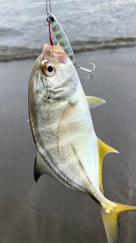 メッキの釣果