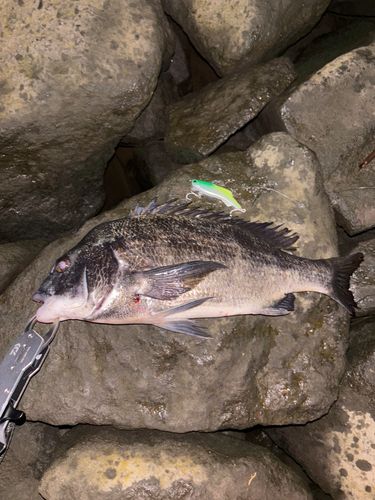 クロダイの釣果