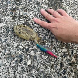 コウイカ
