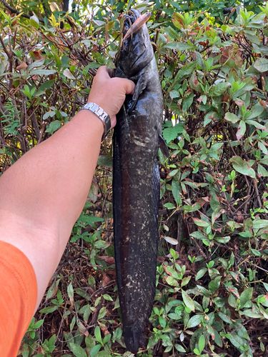 ナマズの釣果