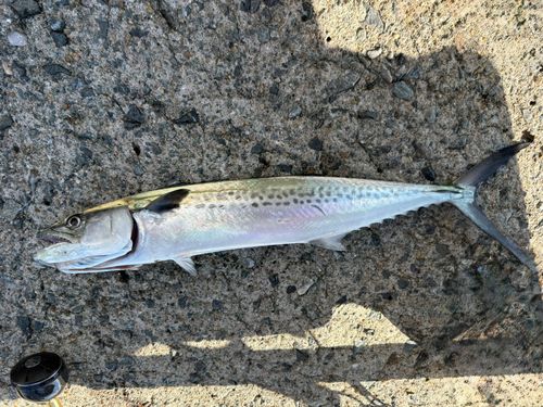 サゴシの釣果