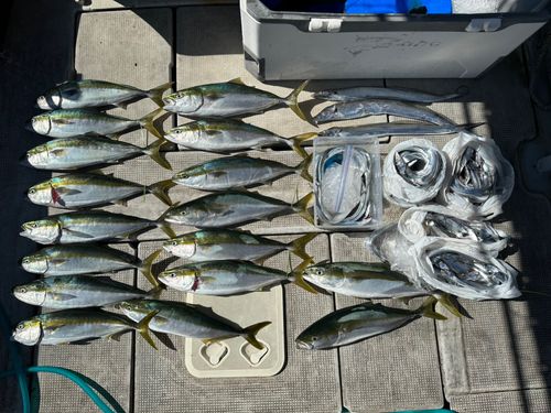 メジロの釣果