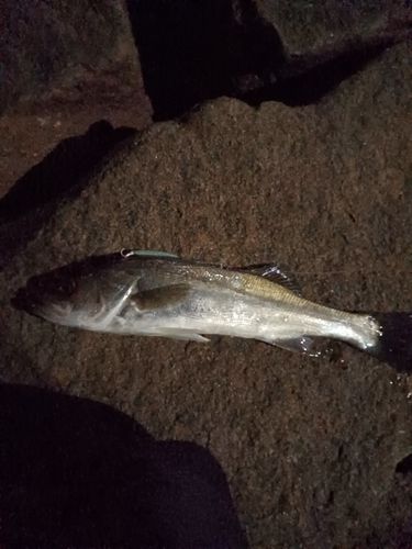 スズキの釣果
