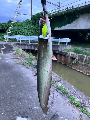 ナマズの釣果