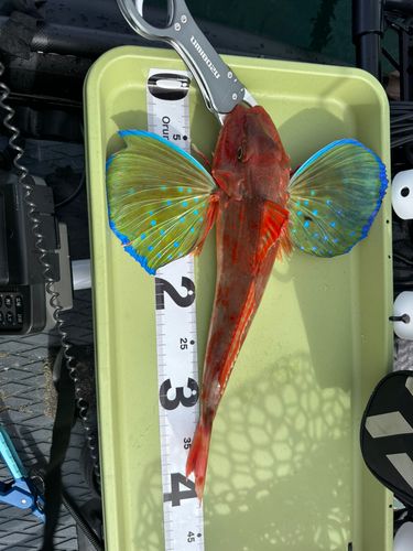 ホウボウの釣果