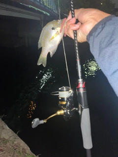 ブルーギルの釣果