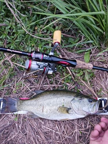 ラージマウスバスの釣果