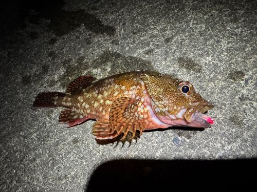 カサゴの釣果