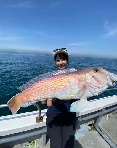 シロアマダイの釣果