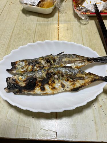 アジの釣果