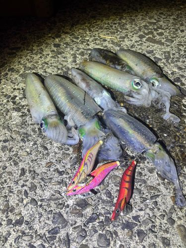 アオリイカの釣果