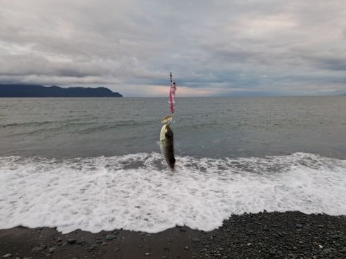 シロサバフグの釣果