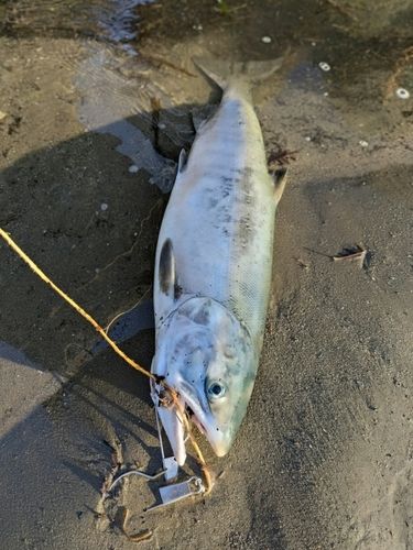 シロザケの釣果