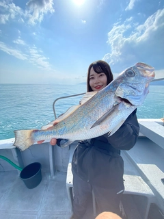 クログチの釣果