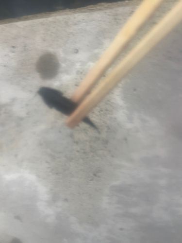 チチブの釣果
