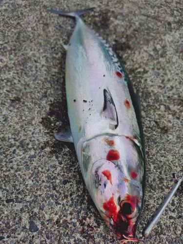 ソウダガツオの釣果