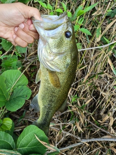 ラージマウスバスの釣果