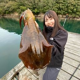 アオリイカ