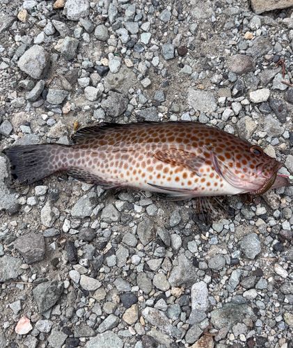オオモンハタの釣果