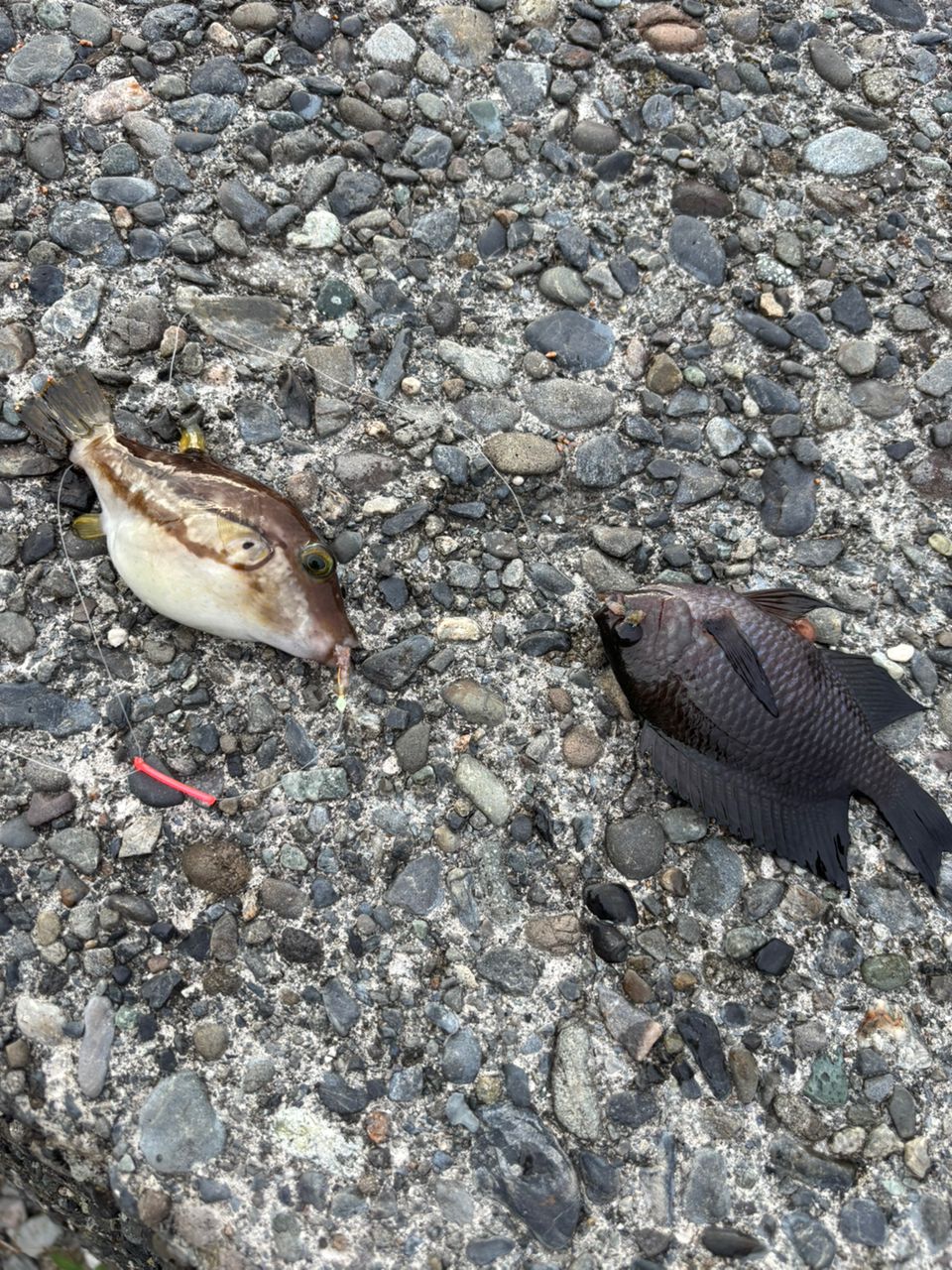 オオモンハタ