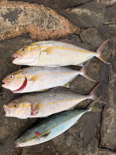 シオの釣果