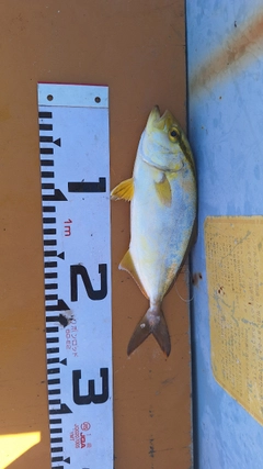 カンパチの釣果