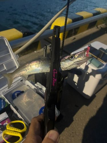 カマスの釣果