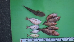 マゴチの釣果
