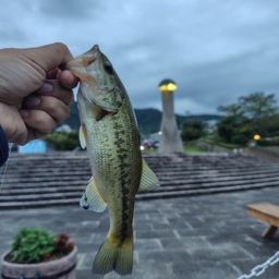 ラージマウスバス