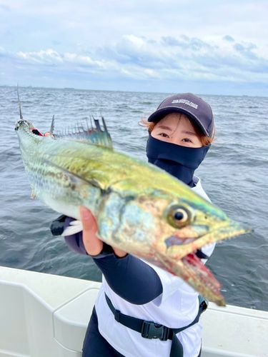 サワラの釣果