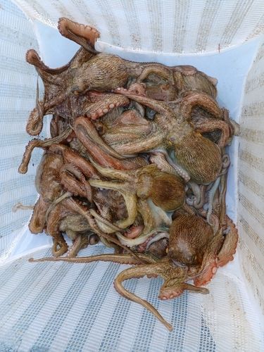 マダコの釣果