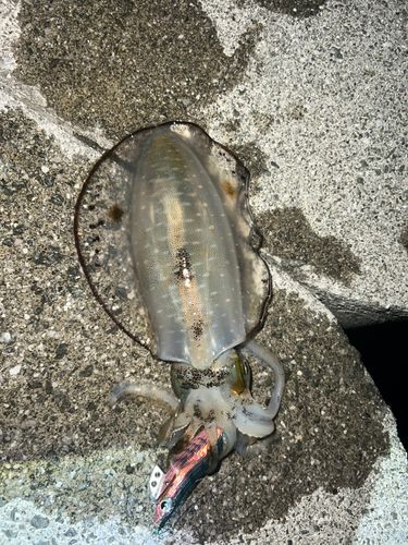 アオリイカの釣果
