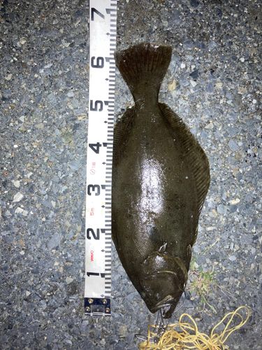 ヒラメの釣果