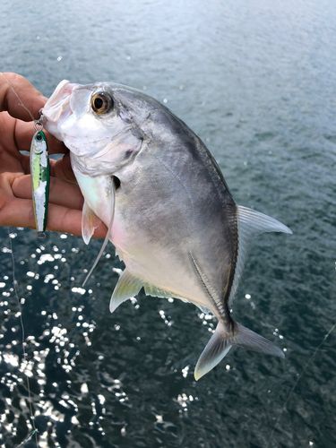 ロウニンアジの釣果