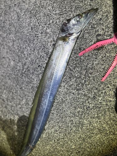 タチウオの釣果