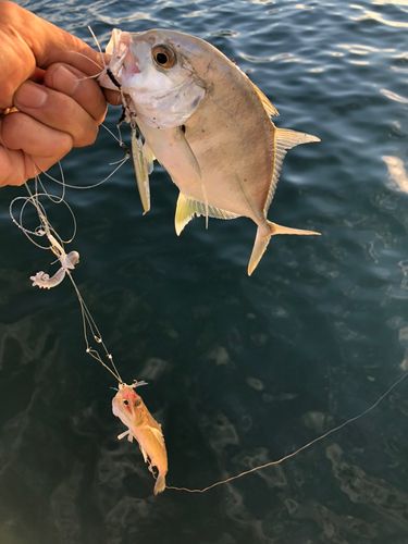 ロウニンアジの釣果