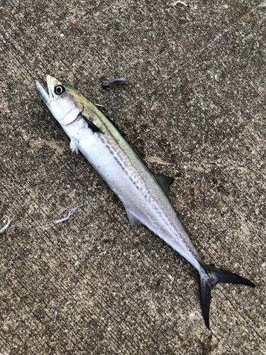 長崎湾