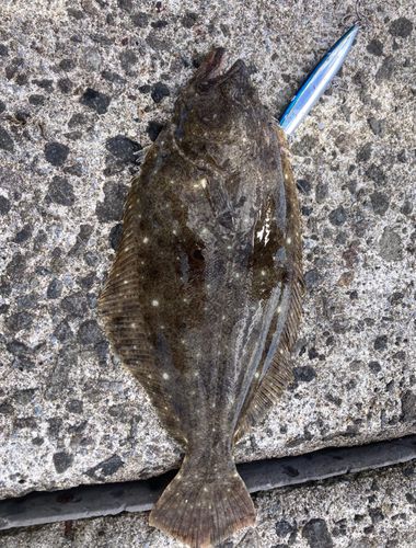 ヒラメの釣果