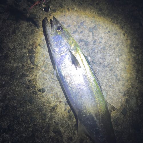 サゴシの釣果