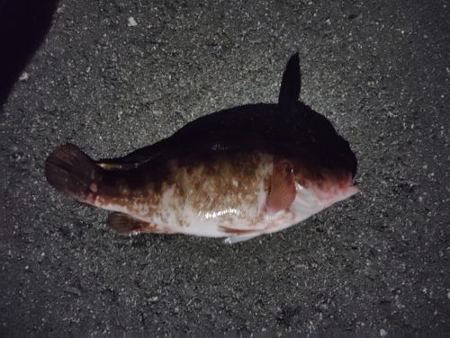 キジハタの釣果