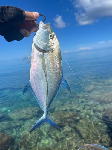 カスミアジの釣果