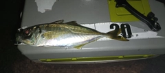 マアジの釣果