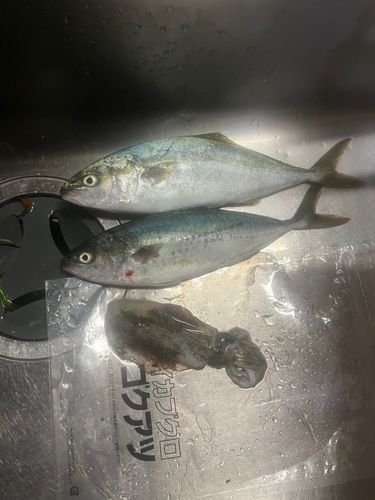 ヤズの釣果