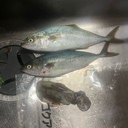ヤズ