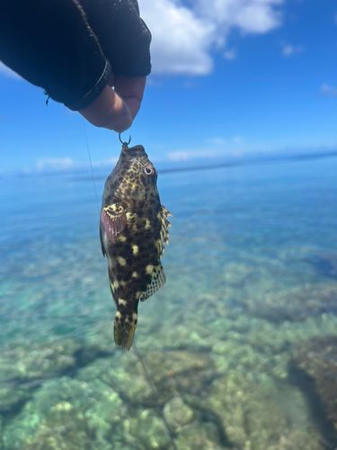 イソゴンベの釣果