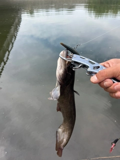 ナマズの釣果